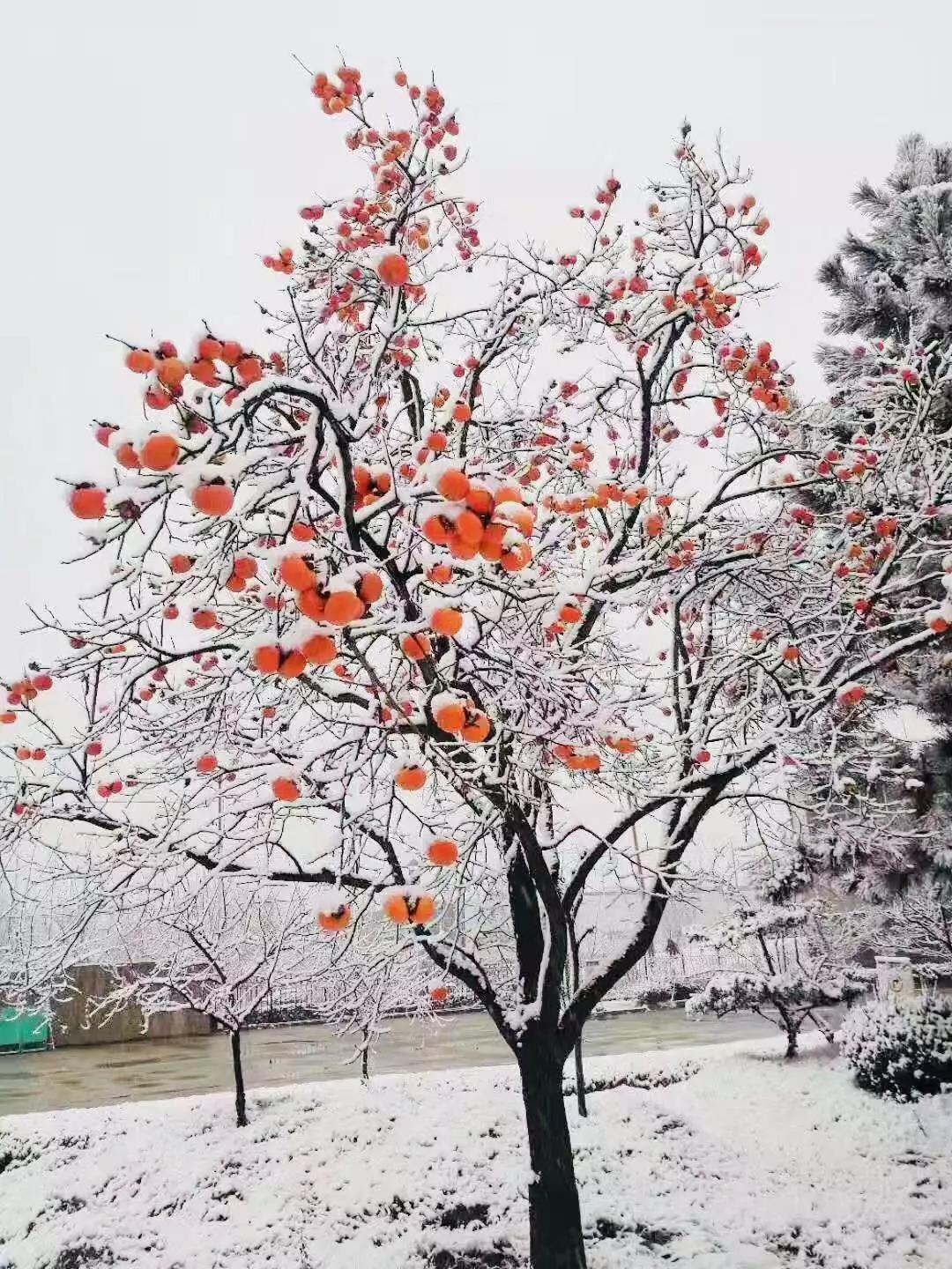 有一种坚守，叫风雪无阻