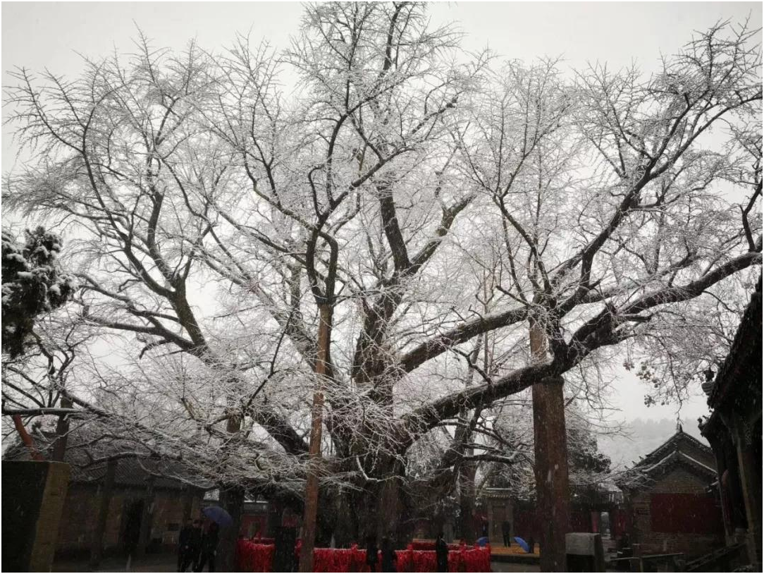 1547450000123070.png 图2.png